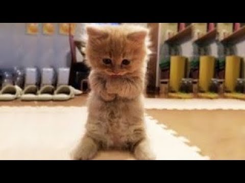 Gatti divertenti &#8211; I migliori video di gatti pazzi